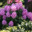 Rhododendron, télálló rhododendron 23. kerület